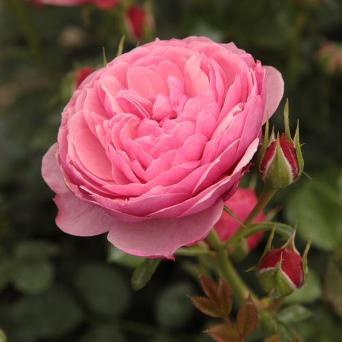 Vendita, rose miniatura, lillipuziane - rosa - Rosa Punch™ - rosa dal profumo discreto - PhenoGeno Roses - ,-